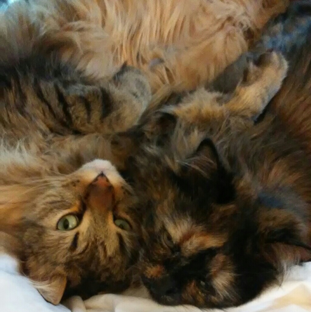 PURRRE LOVE.......